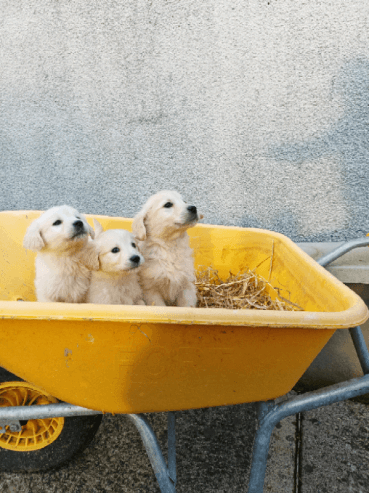 Golden retriever Puppies