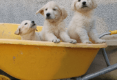 Golden retriever Puppies