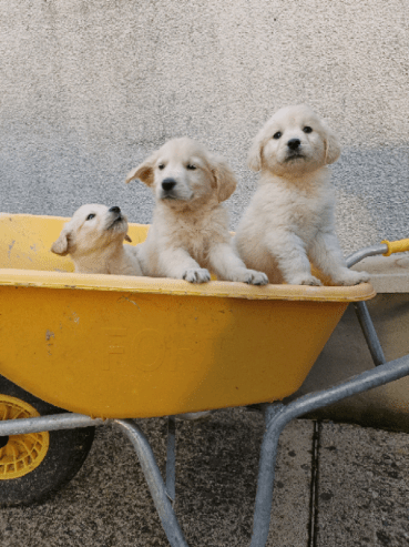 Golden retriever Puppies