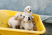 Golden retriever Puppies