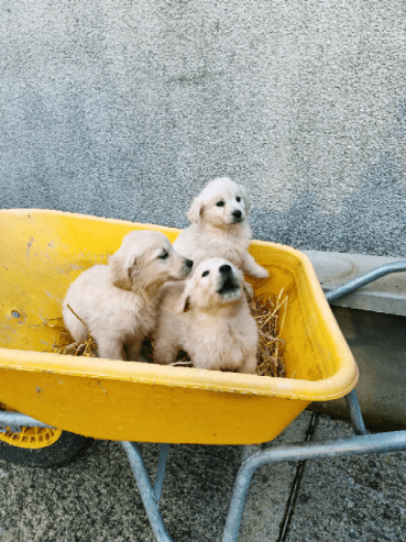 Golden retriever Puppies