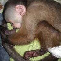 Purebred Cute Capuchin Monkeys