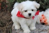 Maltese Puppies For Sale.