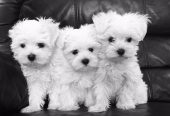 Maltese Puppies For Sale.