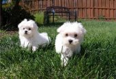 Maltese Puppies For Sale.