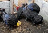 Buy Vulturine Guinea Fowl and Ostriches from Trusted Farmers