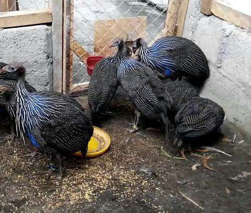 Buy Vulturine Guinea Fowl and Ostriches from Trusted Farmers