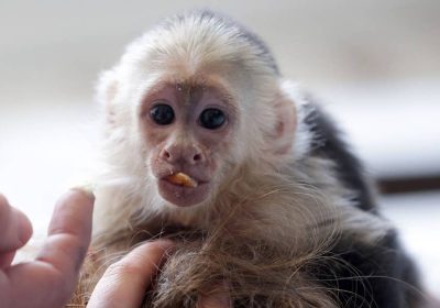 Capuchin & Marmoset Monkey.