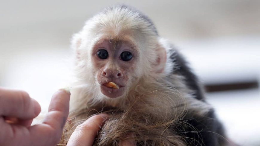 Capuchin-Marmoset-Monkey