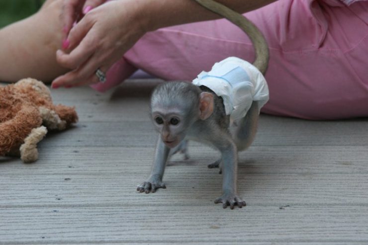 Capuchin & Marmoset Monkey.