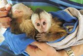 pygmy marmoset and Capuchin