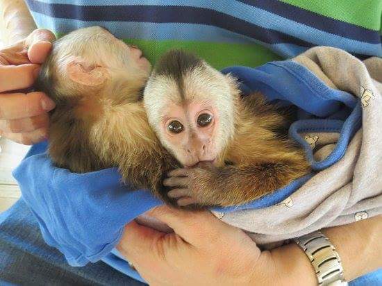 pygmy marmoset and Capuchin