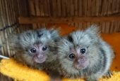 pygmy marmoset and Capuchin