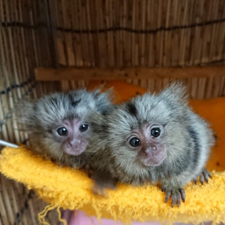 pygmy marmoset and Capuchin