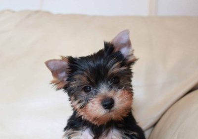 Yorkie