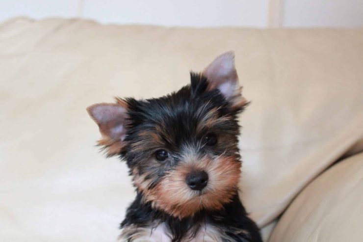 Purebred Yorkie puppies availa