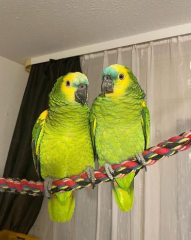 Male and Female Amazon Parrot