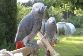 grey parrot for sale uk