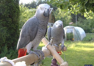 grey parrot for sale uk