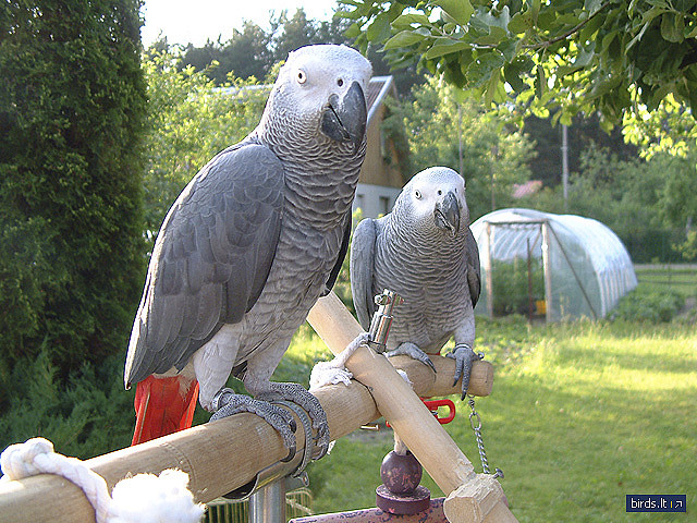 grey parrot for sale uk