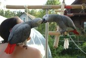 grey parrot for sale uk