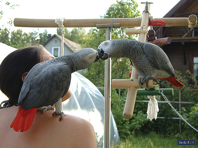 grey parrot for sale uk