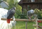 grey parrot for sale uk