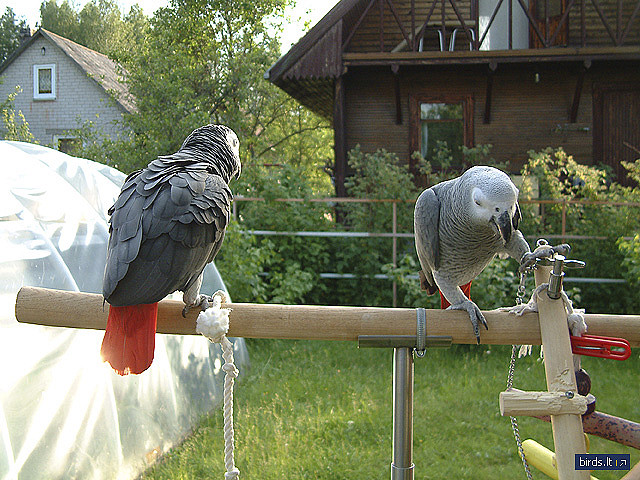 grey parrot for sale uk