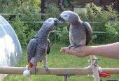 grey parrot for sale uk