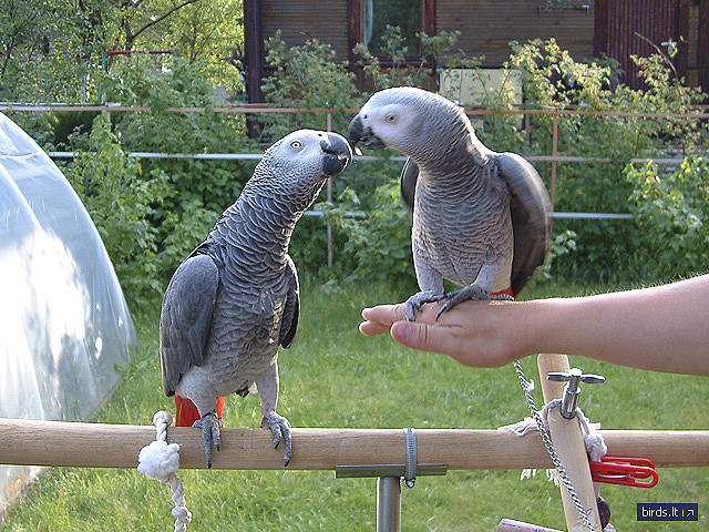 grey parrot for sale uk