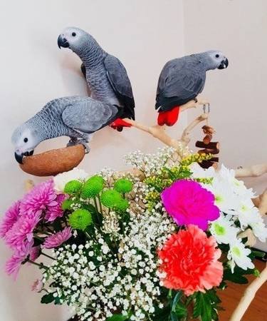 African Gray Parrots