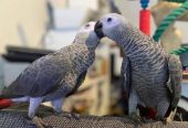 African Gray Parrots