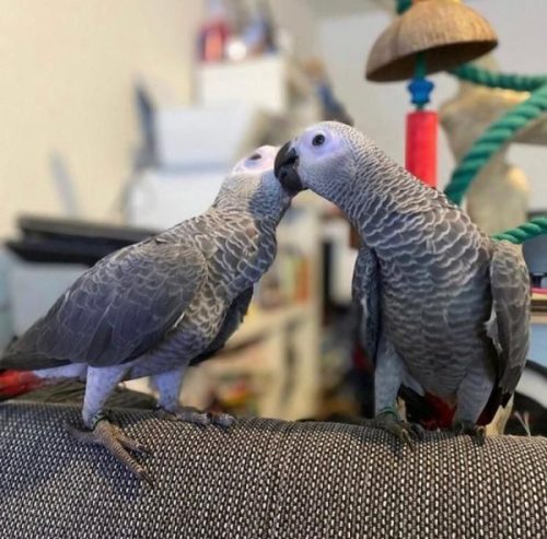 African Gray Parrots