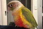 Conures for sale