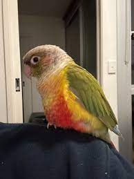 Conures for sale