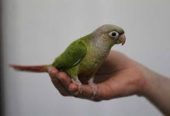 Conures for sale