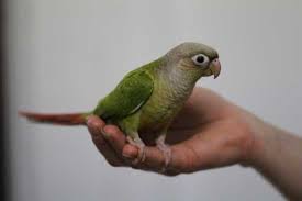 Conures for sale