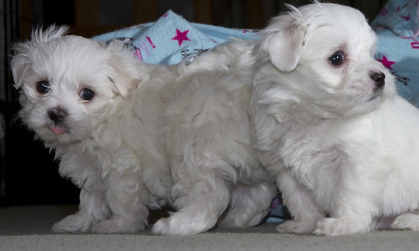 Maltese pups
