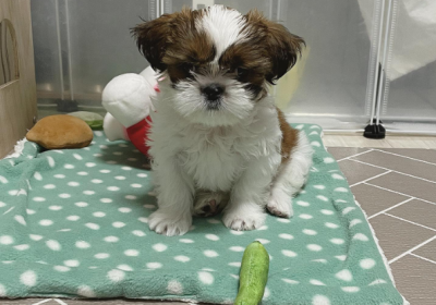 Lucy-2