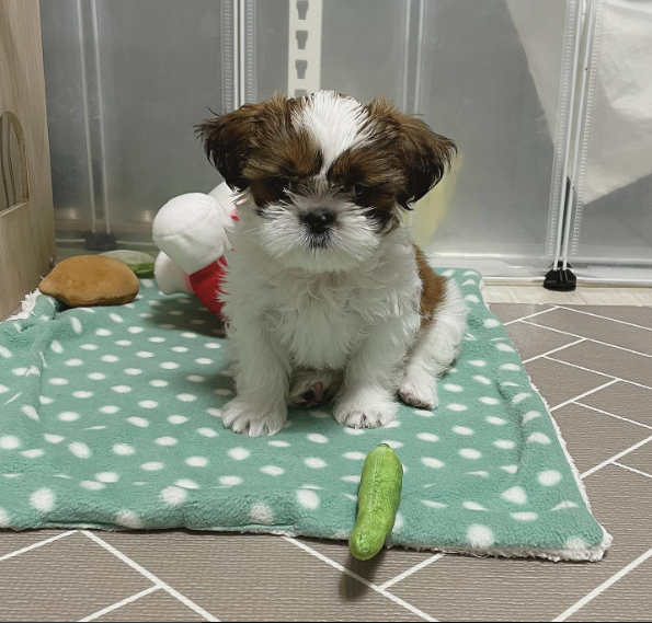 males and females Shih Tzu pup