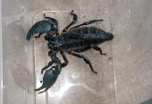 EMPEROR SCORPIONS AVAILABLE