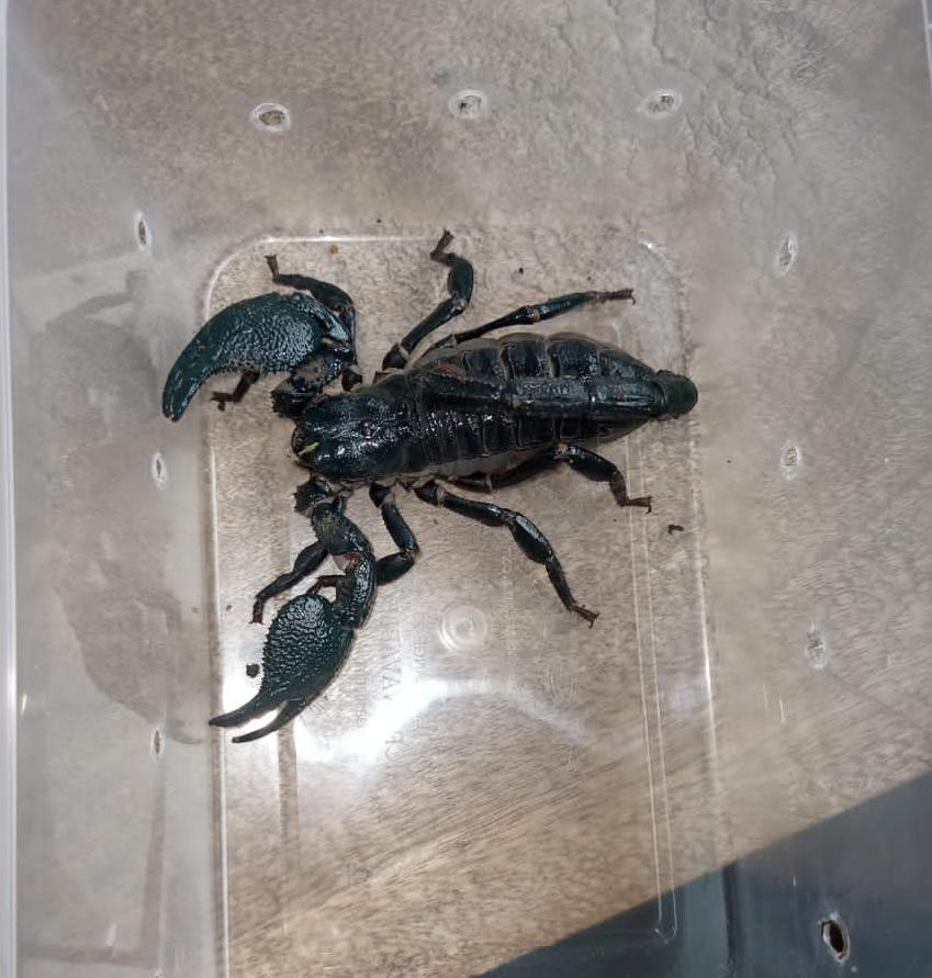 EMPEROR SCORPIONS AVAILABLE