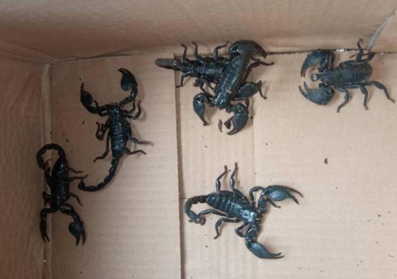 EMPEROR SCORPIONS AVAILABLE