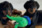Doberman Pinscher Puppies