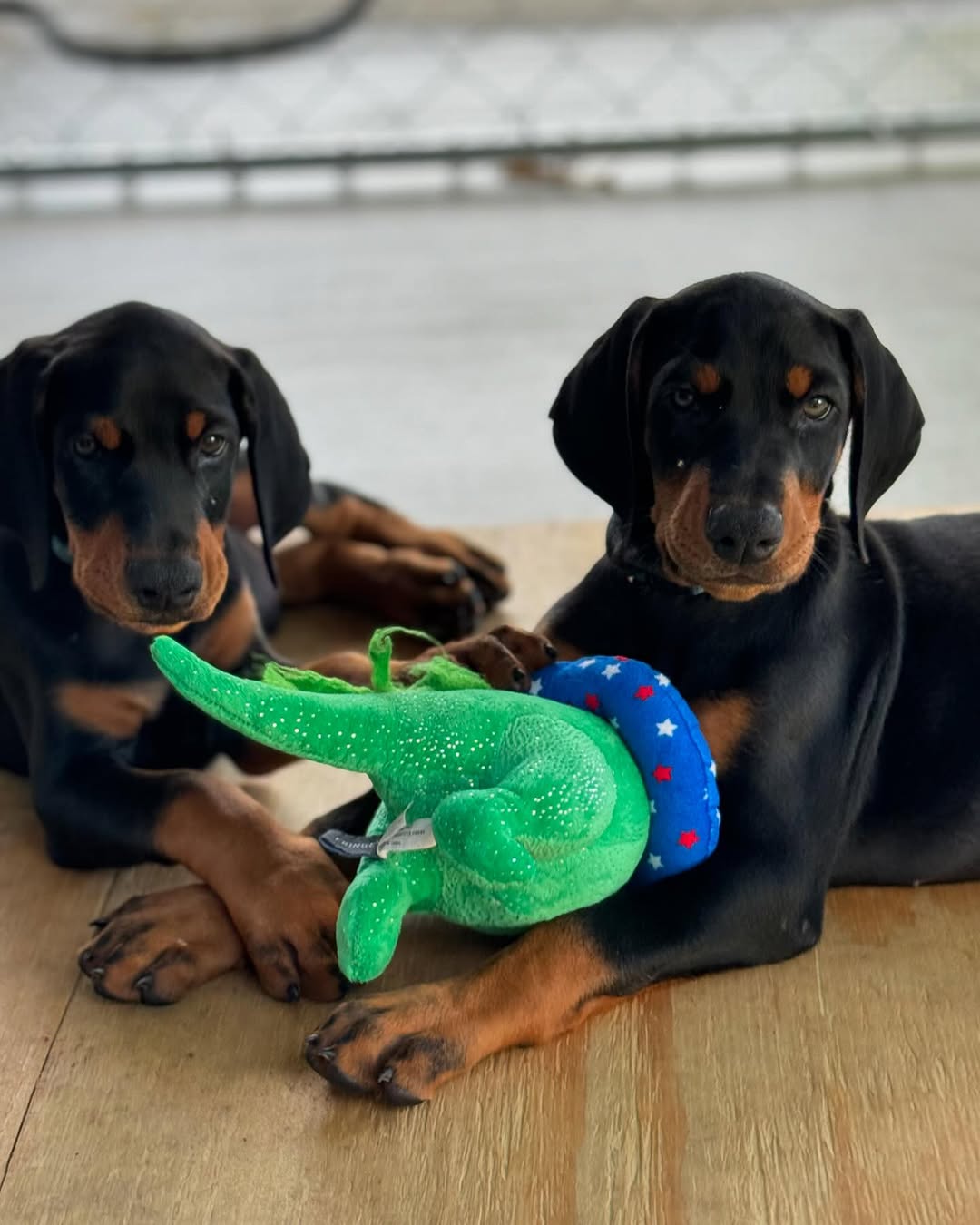 Doberman Pinscher Puppies