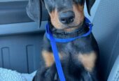 Doberman Pinscher Puppies