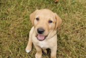 Labrador retriever dog