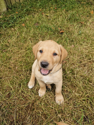 Labrador retriever dog