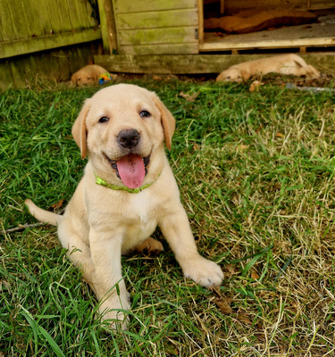 Labrador retriever dog