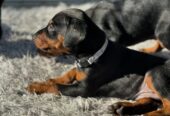 Doberman Pinscher Puppies